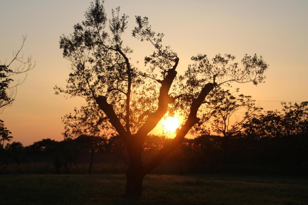Podere Campo Alle Serpi Bibbona Buitenkant foto